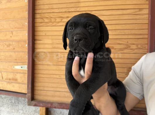 Dev Cane Corso Bebekler