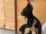 Dev Cane Corso Bebekler