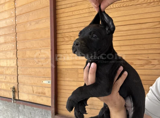 Dev Cane Corso Bebekler görsel