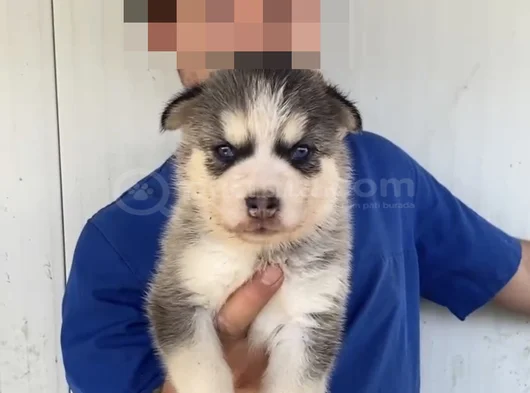 Mavi Göz Husky Bebekler görsel