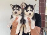 Mavi göz husky bebekler