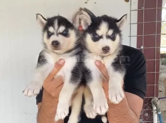 Mavi Göz Husky Bebekler