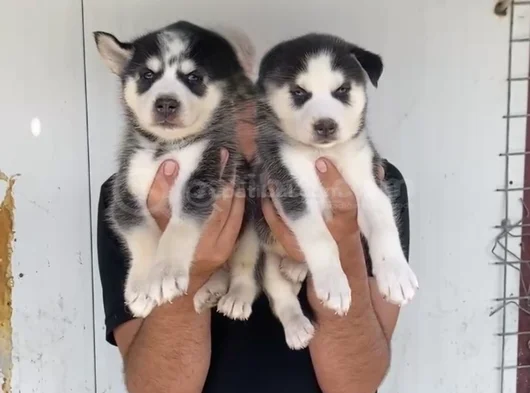 Mavi Göz Husky Bebekler görsel