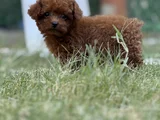 Teacup Korea Poodle