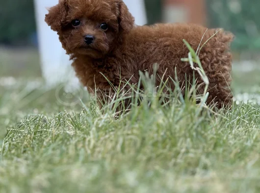 Teacup Korea Poodle görsel
