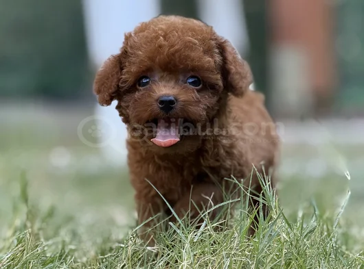 Teacup Korea Poodle görsel