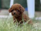 Teacup Korea poodle