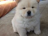 A Kalite Dişi Erkek Chow Chow Yavrularımız