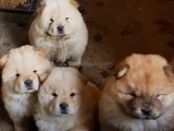 A Kalite Dişi Erkek Chow Chow Yavrularımız