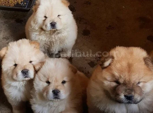 A Kalite Dişi Erkek Chow Chow Yavrularımız görsel