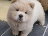 A Kalite Dişi Erkek Chow Chow Yavrularımız