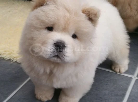 A Kalite Dişi Erkek Chow Chow Yavrularımız görsel