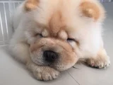 A Kalite Dişi Erkek Chow Chow Yavrularımız