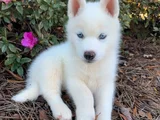 Erkek Dişi Husky Sibirya Kurdu Yavrularımız