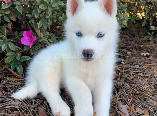 Erkek Dişi Husky Sibirya Kurdu Yavrularımız görsel