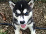 Erkek Dişi Husky Sibirya Kurdu Yavrularımız