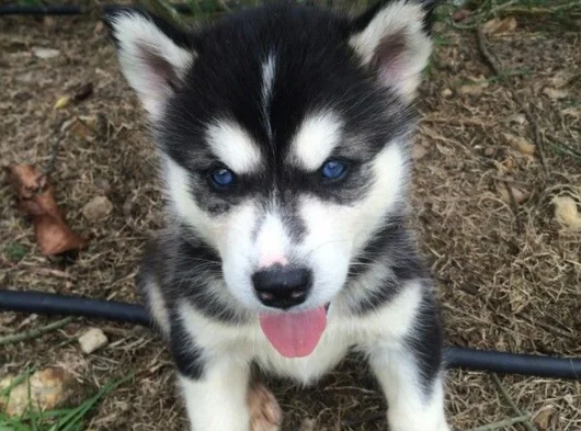 Erkek Dişi Husky Sibirya Kurdu Yavrularımız görsel