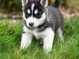Erkek dişi husky sibirya kurdu yavrularımız
