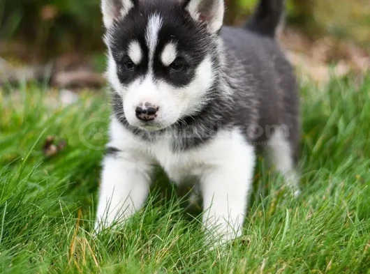 Erkek dişi husky sibirya kurdu yavrularımız