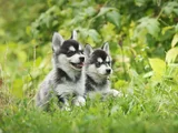 Erkek Dişi Husky Sibirya Kurdu Yavrularımız