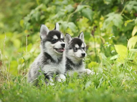 Erkek Dişi Husky Sibirya Kurdu Yavrularımız görsel