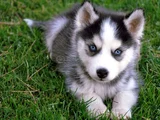 Erkek Dişi Husky Sibirya Kurdu Yavrularımız
