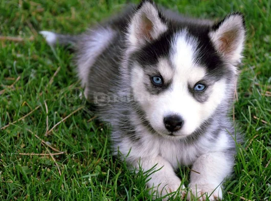Erkek Dişi Husky Sibirya Kurdu Yavrularımız görsel