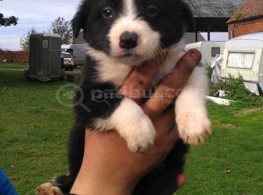 Border Collie Dişi Erkek Yavrularımız görsel