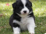 Border Collie Dişi Erkek Yavrularımız