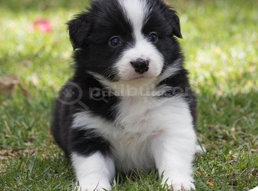 Border Collie Dişi Erkek Yavrularımız görsel