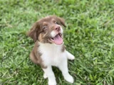Border Collie Dişi Erkek Yavrularımız