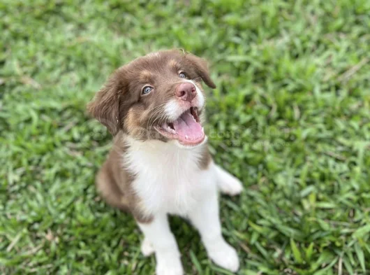 Border Collie Dişi Erkek Yavrularımız görsel
