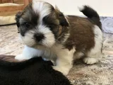 Dişi Erkek Morkie Yavrularımız