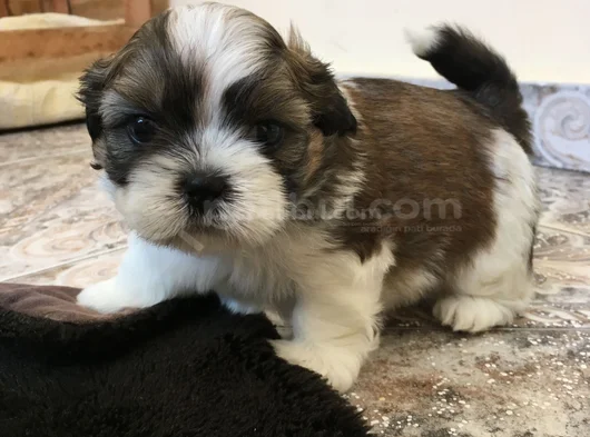 Dişi Erkek Morkie Yavrularımız görsel