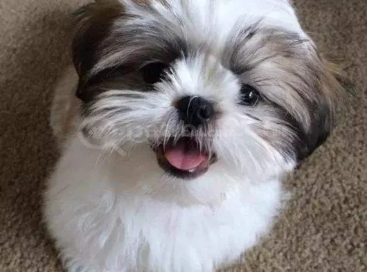 Dişi Erkek Morkie Yavrularımız görsel