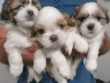 Dişi erkek morkie yavrularımız