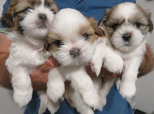 Dişi erkek morkie yavrularımız