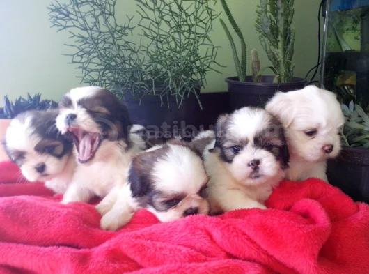 Dişi Erkek Morkie Yavrularımız görsel