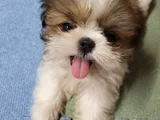 Dişi Erkek Morkie Yavrularımız