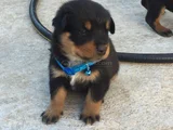 Safkan A Kalite Dişi Erkek Rottweiler Yavrularımız