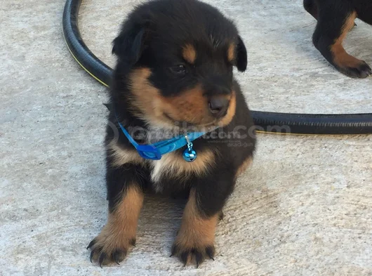 Safkan A Kalite Dişi Erkek Rottweiler Yavrularımız görsel