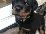 Safkan A Kalite Dişi Erkek Rottweiler Yavrularımız