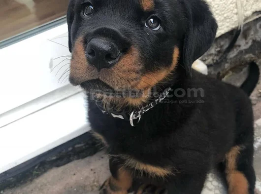 Safkan A Kalite Dişi Erkek Rottweiler Yavrularımız görsel
