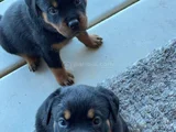 Safkan A Kalite Dişi Erkek Rottweiler Yavrularımız