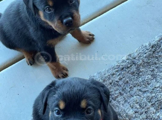 Safkan A Kalite Dişi Erkek Rottweiler Yavrularımız görsel