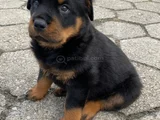 Safkan A Kalite Dişi Erkek Rottweiler Yavrularımız
