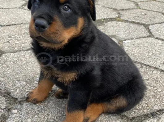 Safkan A Kalite Dişi Erkek Rottweiler Yavrularımız görsel