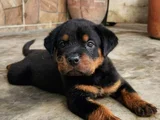 Safkan a kalite dişi erkek rottweiler yavrularımız