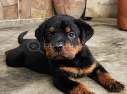 Safkan a kalite dişi erkek rottweiler yavrularımız