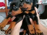 Safkan A Kalite Dişi Erkek Doberman Yavrular